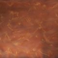 Starfish & Coral (PB-109) - Pigment