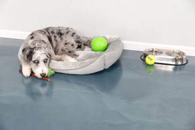 P1640 azure puppy 07